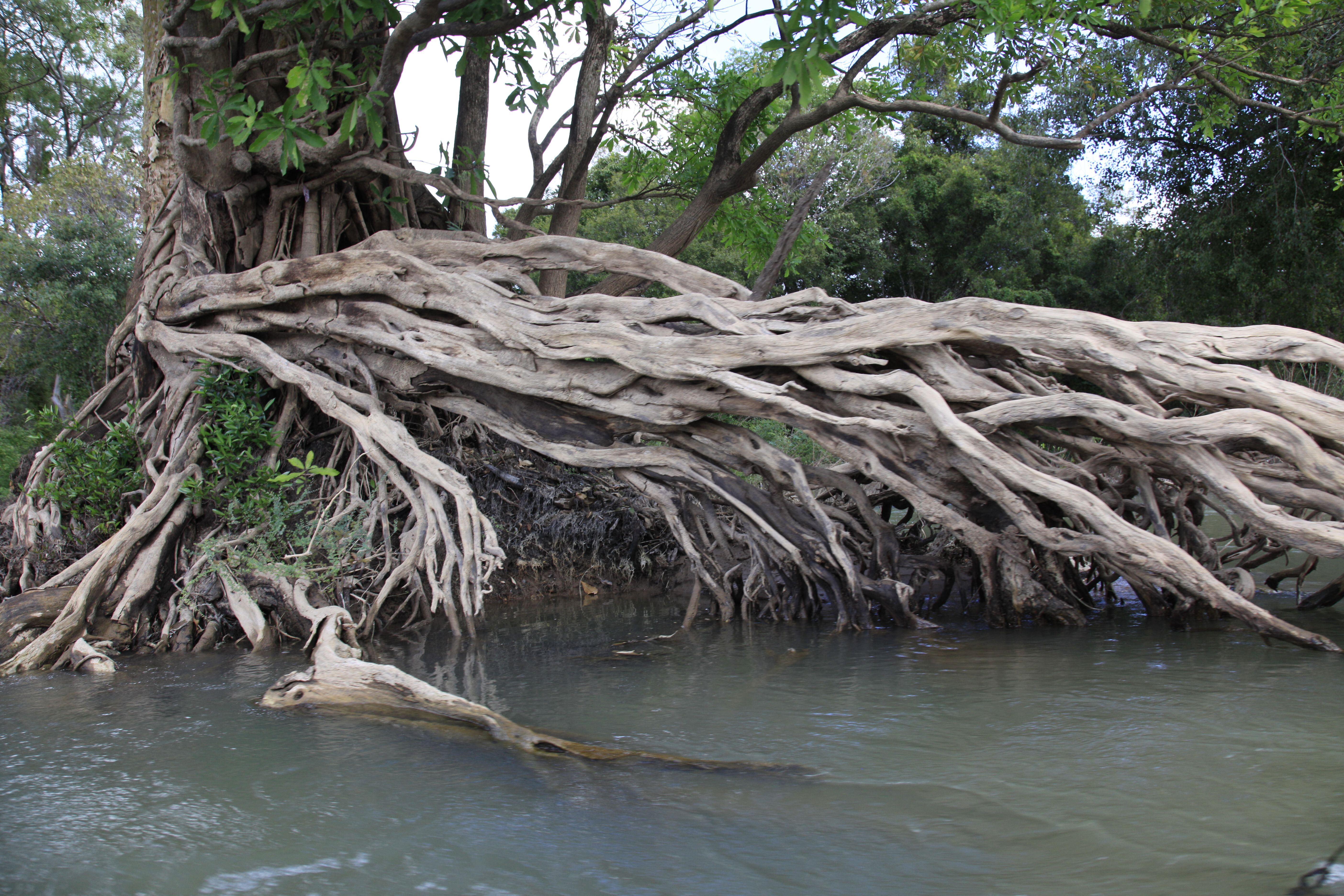 Mangroves