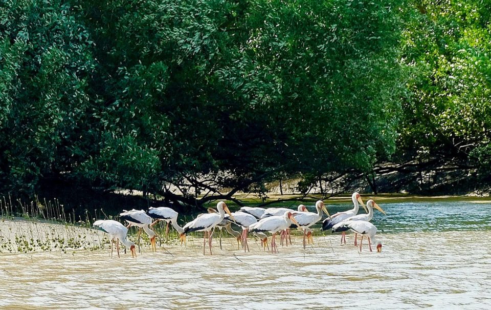 CBERM-rufiji-delta CBERM-rufiji-delta