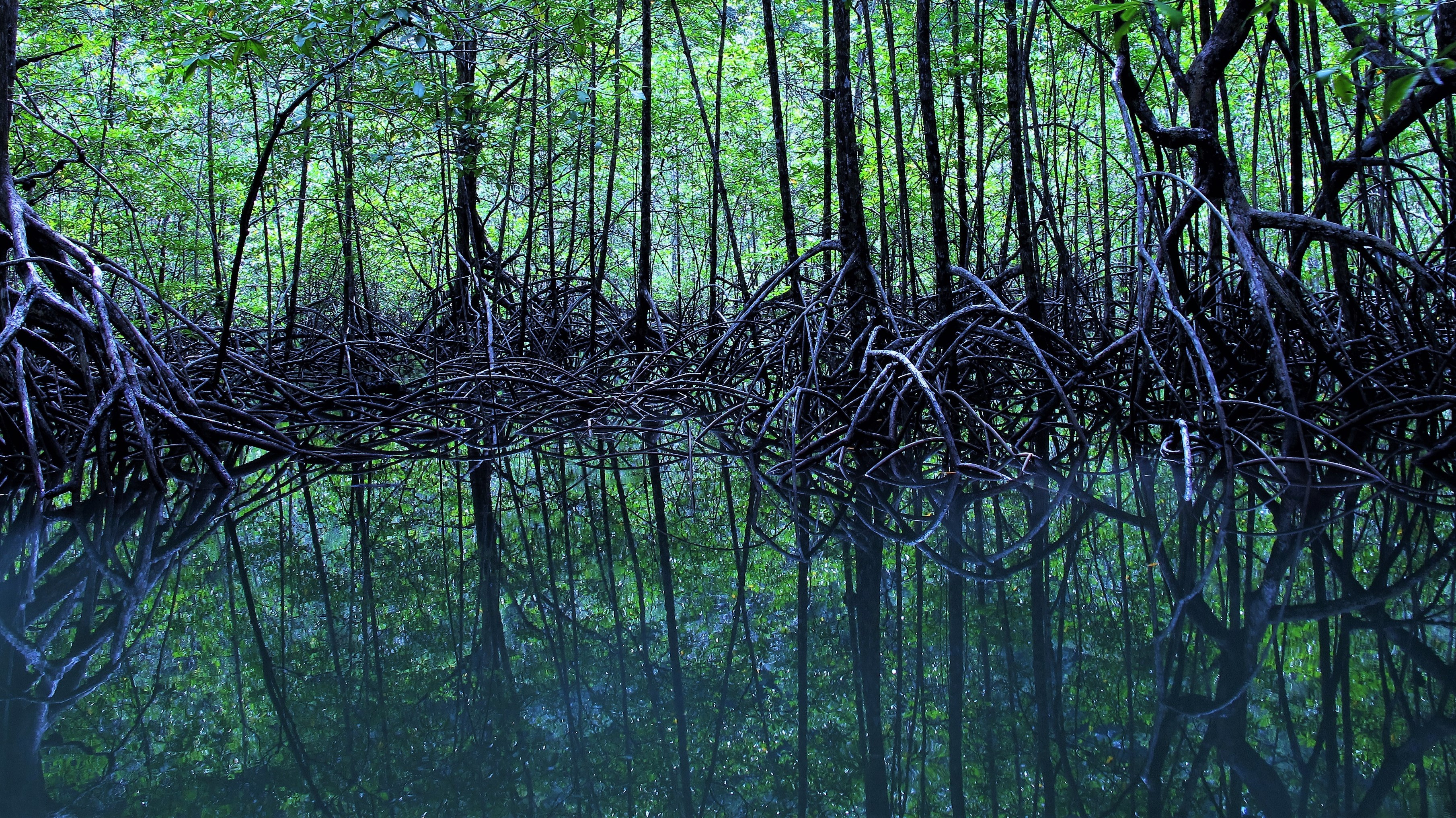 Mangrove Miracle: The Shocking Reason We'Re Replanting Forests Now - zjte3a2