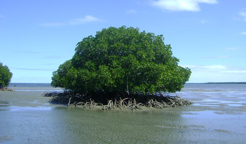 The Mangrove Alliance