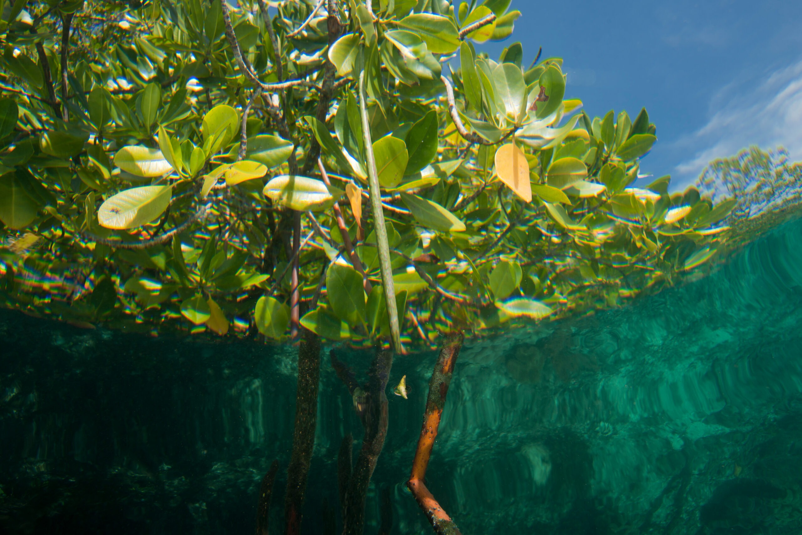 the-mangrove-alliance