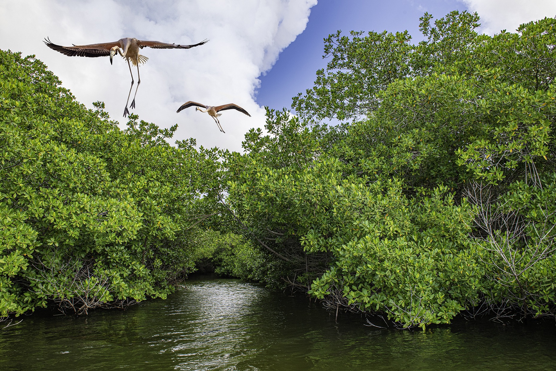 The mangrove alliance